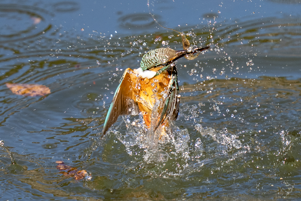 今日のカワセミ