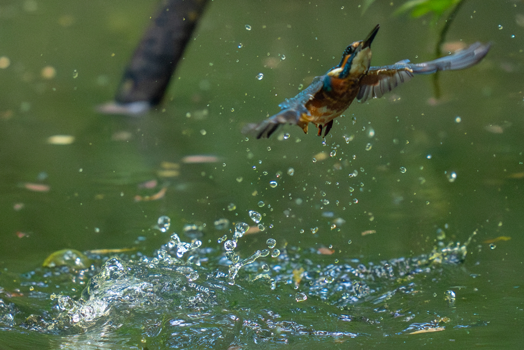 今日のカワセミ