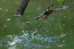 今日のカワセミ