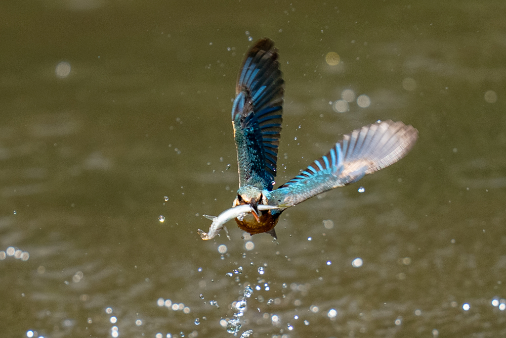 ゴールデンウィークのカワセミ