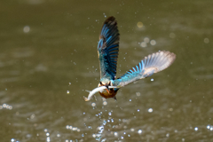 ゴールデンウィークのカワセミ