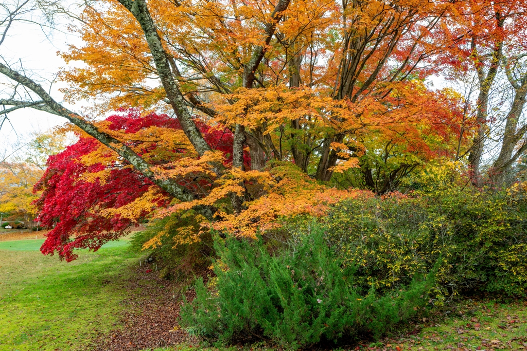 オレンジ紅葉