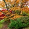 オレンジ紅葉