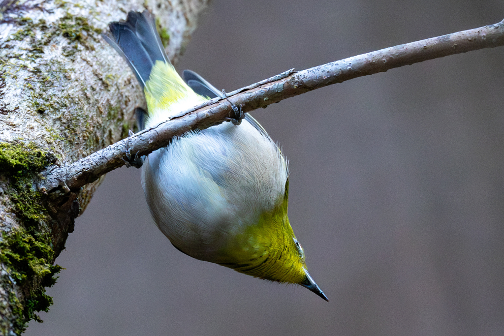 冬の鳥見