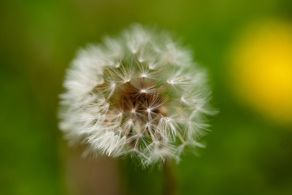 野草の時間