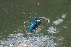 小魚