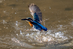 先週のカワセミ