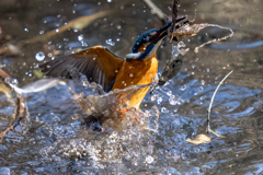 今日のカワセミ