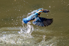 昨日のカワセミ
