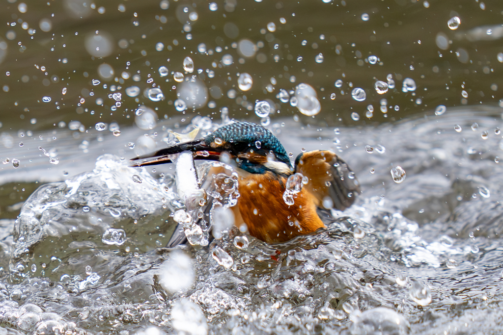 今日のカワセミ