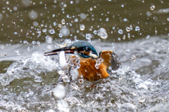 今日のカワセミ
