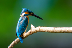 カワセミの生活