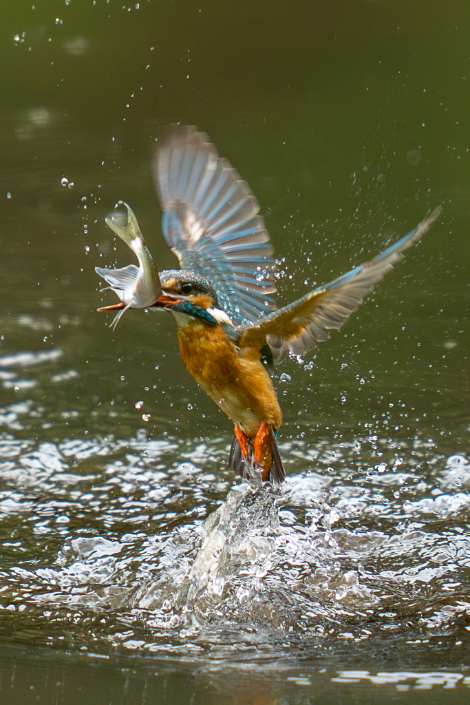 カワセミの生活