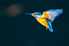 夕日のホバ・弐ノ型