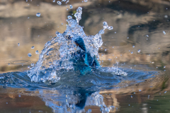 昨日のカワセミ