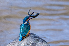 キャッチアンドリリース