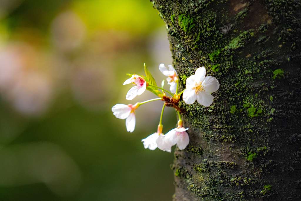 今日の桜