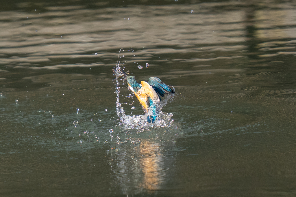 松の内カワセミ