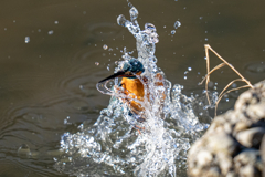 今日のカワセミ