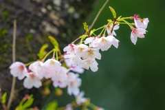 今日の桜