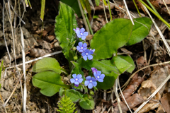 野草の時間