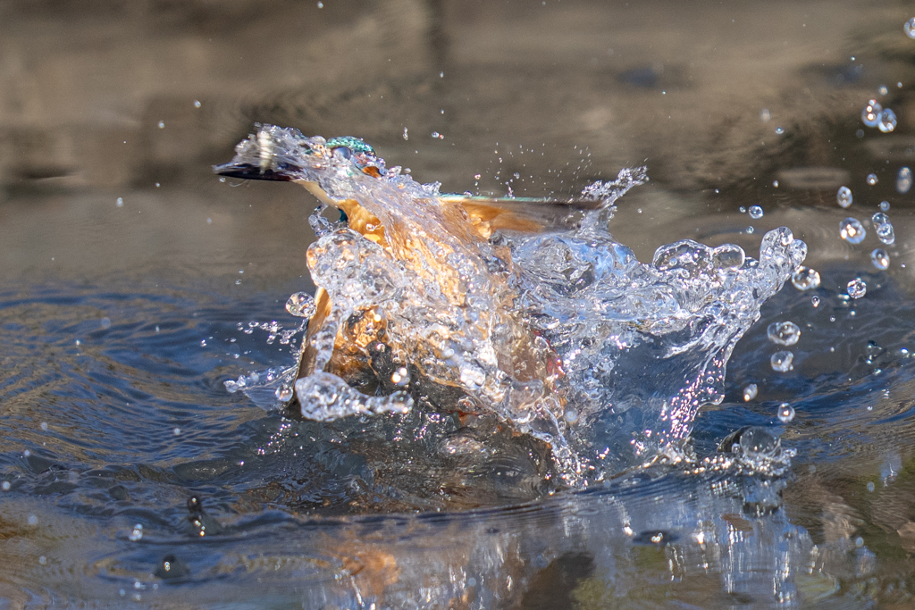 晴れの日カワセミ