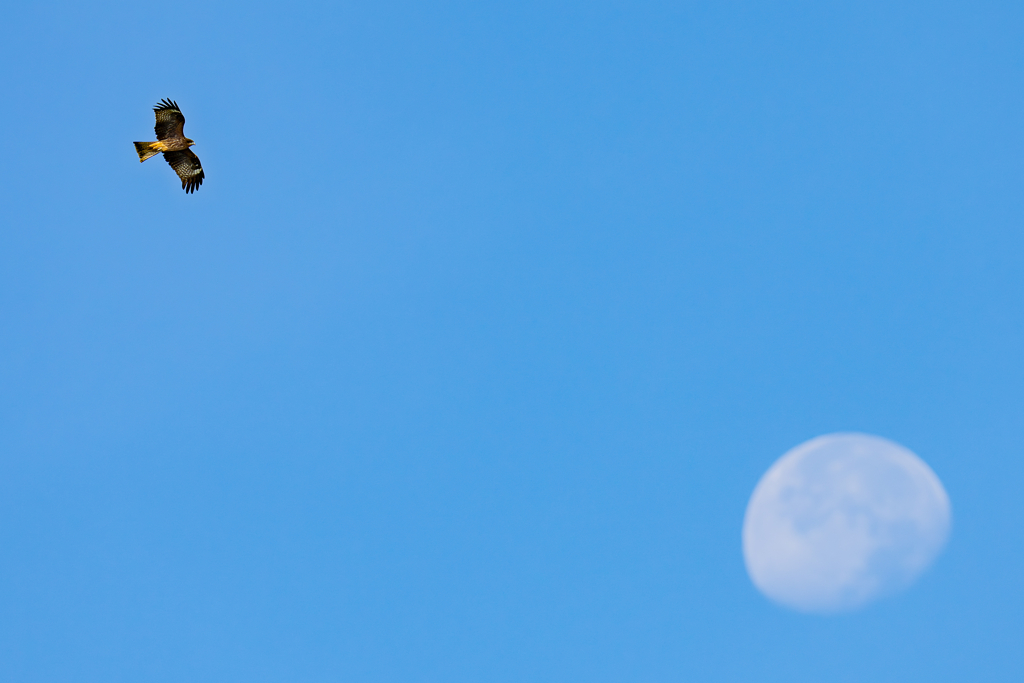 鷹の渡り