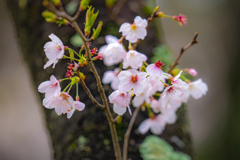 今日の桜