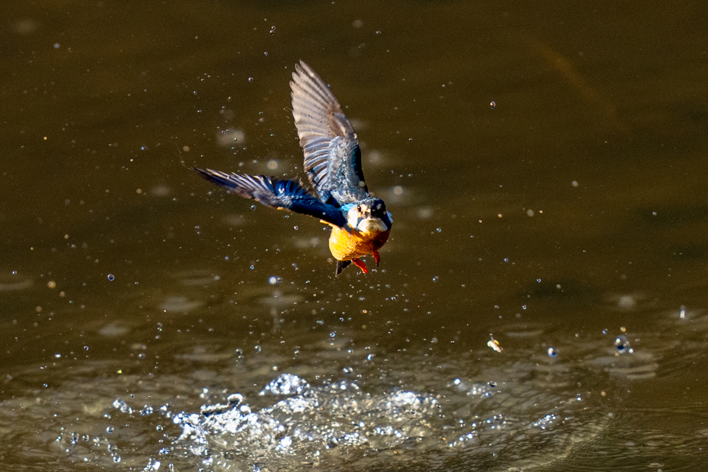 トラッキングカワセミ
