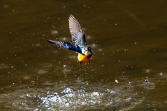 トラッキングカワセミ