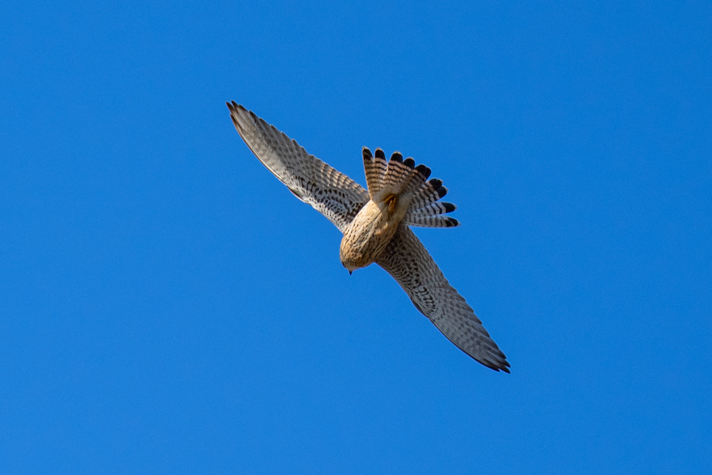 猛禽がサンタクロース