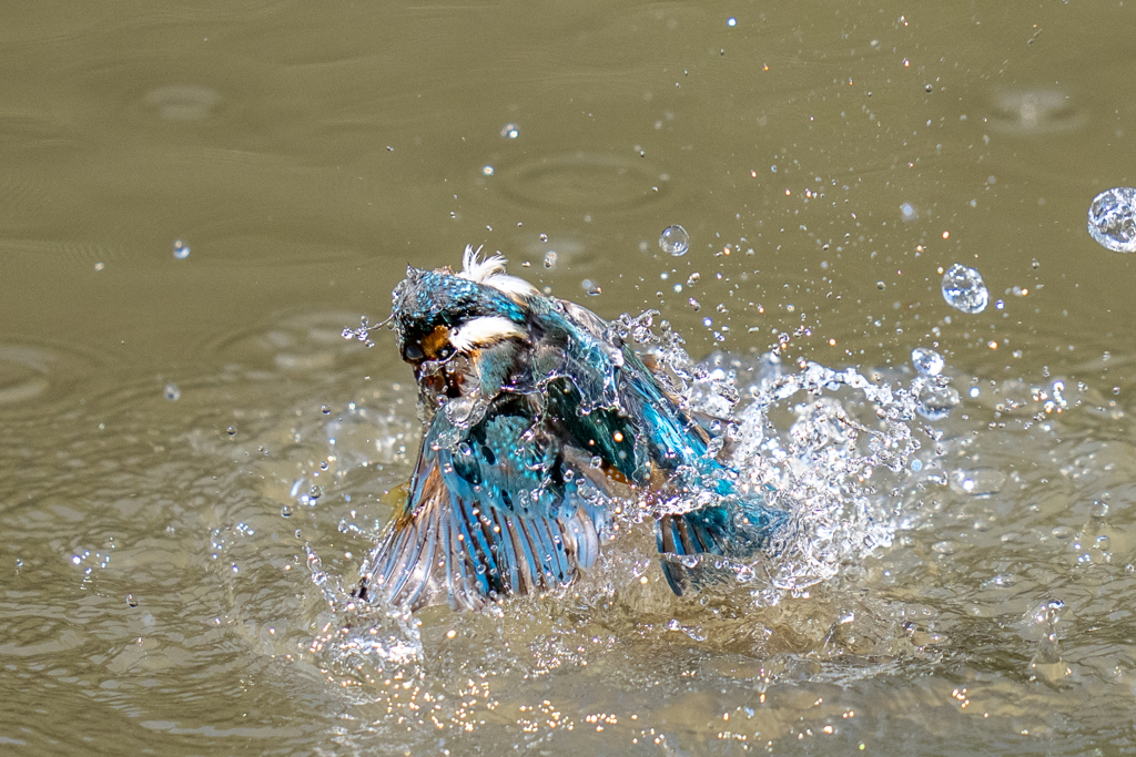 今日のカワセミ