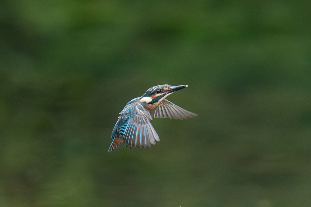 カワセミの生活