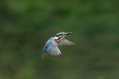 カワセミの生活
