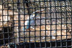 塀の中のカワセミ