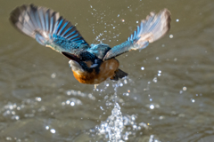 リラックス水浴び