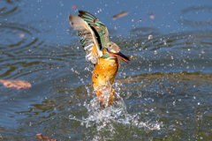 今日のカワセミ