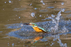 月曜のカワセミ