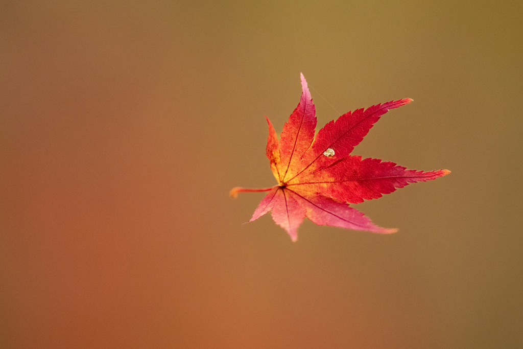 晩秋三景・蜘蛛の糸　赤茶