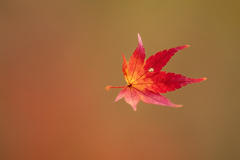 晩秋三景・蜘蛛の糸　赤茶