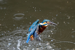 今日のカワセミ