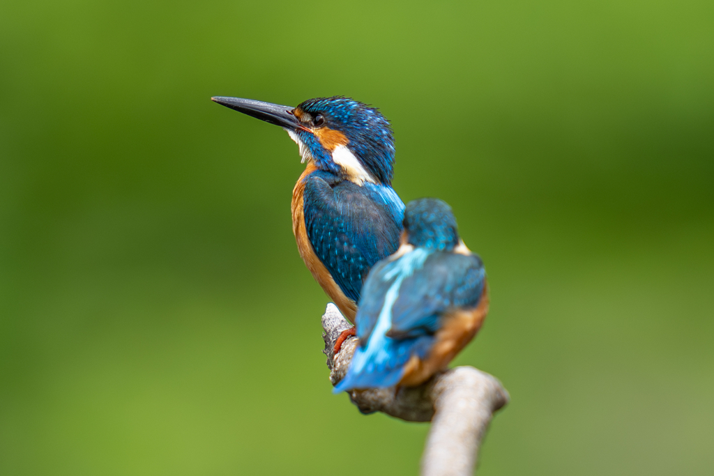 カワセミの生活