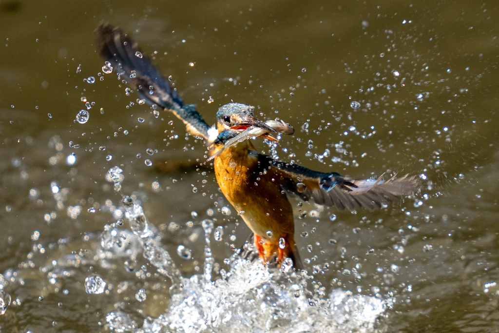 昨日のカワセミ