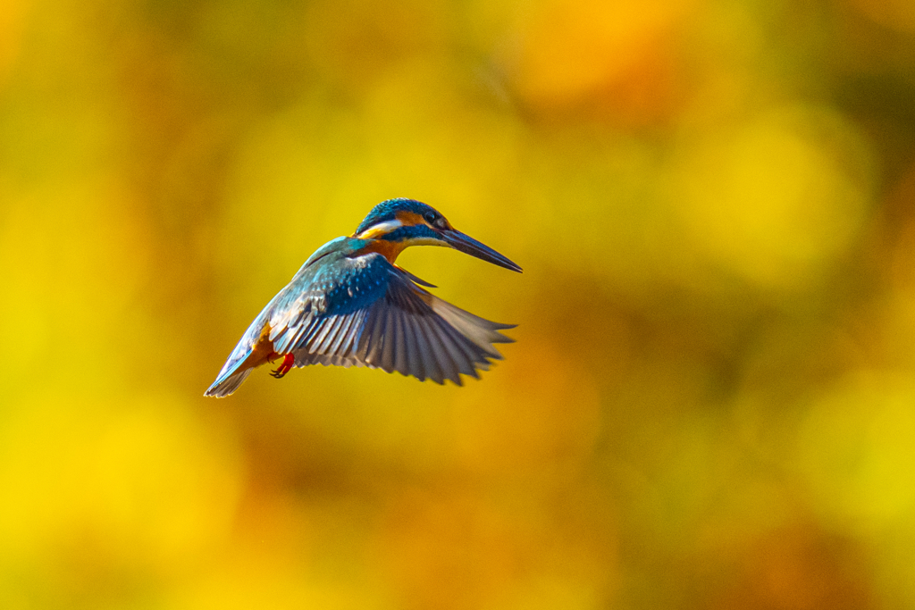 紅葉ホバ　ー　伍ノ型