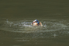 今日のカワセミ