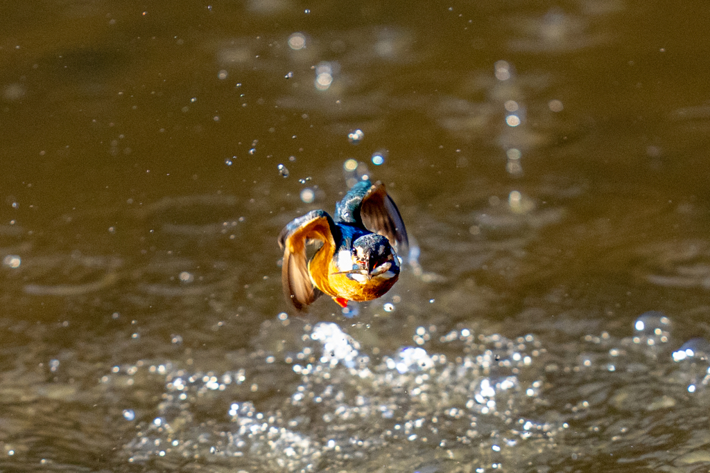 トラッキングカワセミ　お魚付き