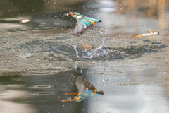 謹賀新年　2023新春ダイブ