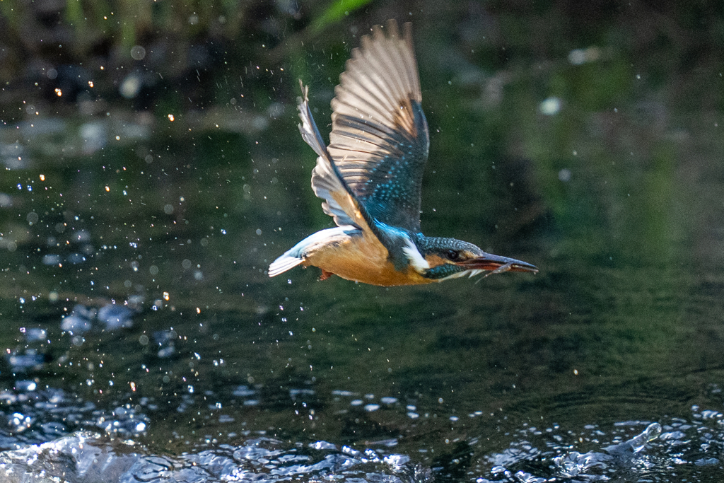 今日のカワセミ