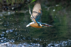 今日のカワセミ