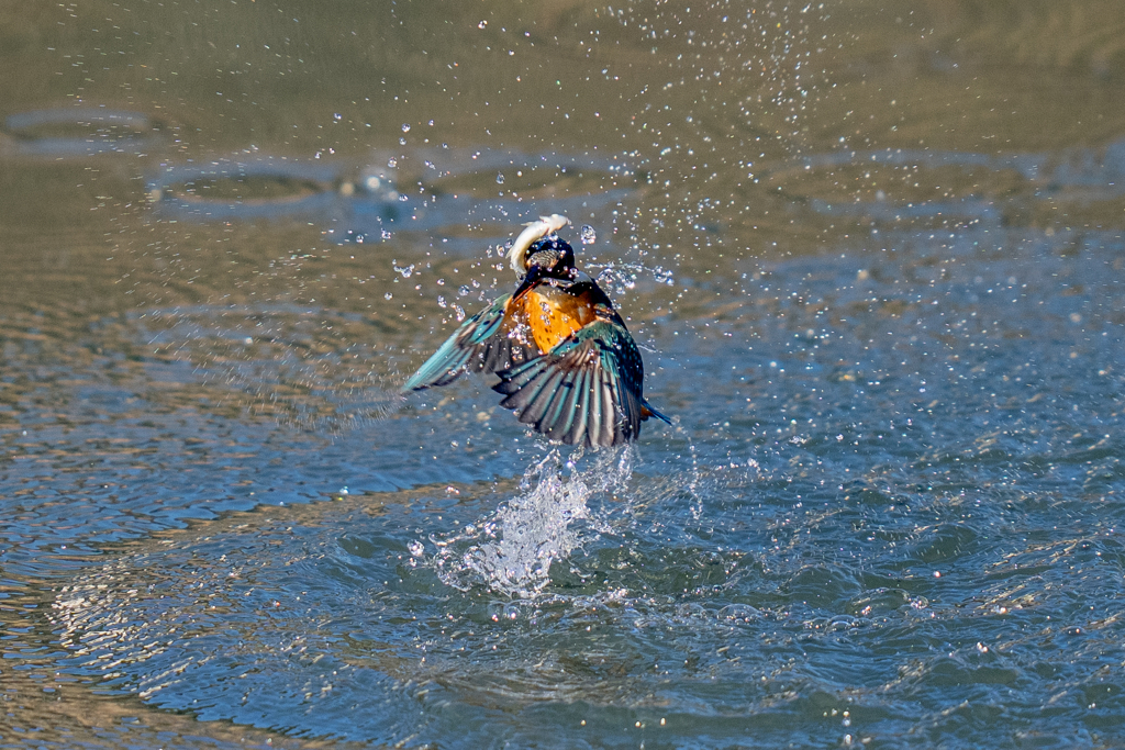 今日のカワセミ